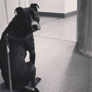 Meet your Posher, Arlo james